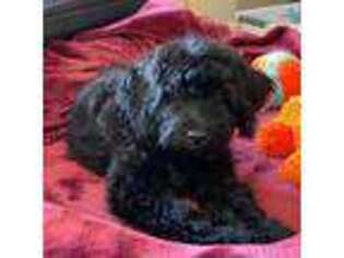 Portuguese Water Dog Puppy for sale in Sterling, CO, USA