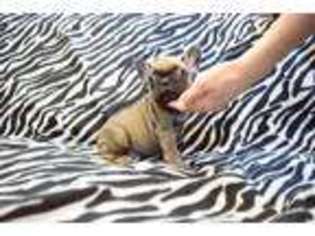 French Bulldog Puppy for sale in Florence, OR, USA