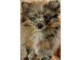Pomeranian Puppy for sale in Hernando, MS, USA