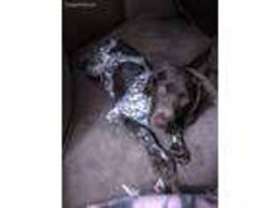 German Shorthaired Pointer Puppy for sale in Rockford, IL, USA