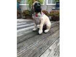 Mastiff Puppy for sale in Cambria, CA, USA