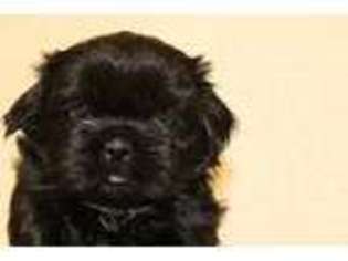 Mutt Puppy for sale in Rossville, IN, USA