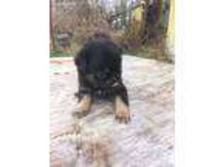 Mutt Puppy for sale in Montesano, WA, USA