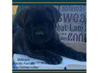 Cane Corso Puppy for sale in Holts Summit, MO, USA
