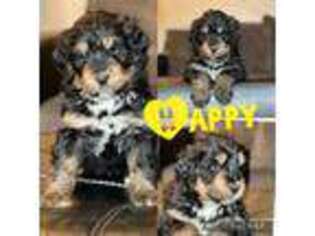 Mutt Puppy for sale in Sacred Heart, MN, USA