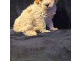 Goldendoodle Puppy for sale in Rochester, MN, USA