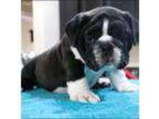 Bulldog Puppy for sale in Glendale, AZ, USA