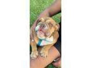 Bulldog Puppy for sale in Waterford, CA, USA