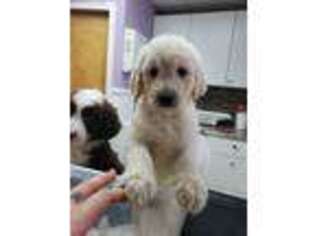 Goldendoodle Puppy for sale in Adrian, MI, USA