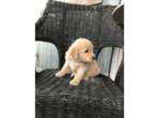 Goldendoodle Puppy for sale in Hammond, LA, USA