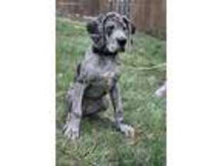 Great Dane Puppy for sale in Gainesville, VA, USA