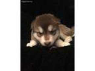 Alaskan Malamute Puppy for sale in Deer River, MN, USA