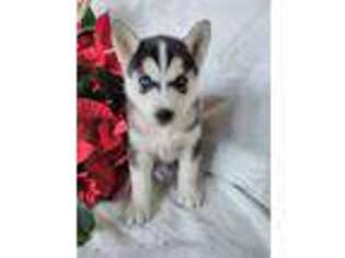 Siberian Husky Puppy for sale in Lewisburg, PA, USA