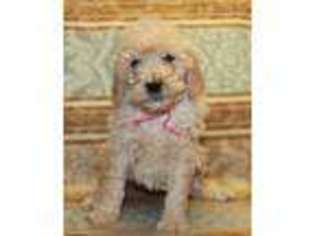 Goldendoodle Puppy for sale in East Liverpool, OH, USA