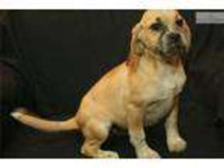 Puggle Puppy for sale in Louisville, KY, USA