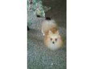 Pomeranian Puppy for sale in Greenbelt, MD, USA