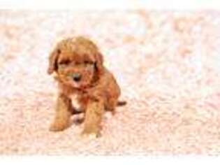 Cavapoo Puppy for sale in Winston Salem, NC, USA