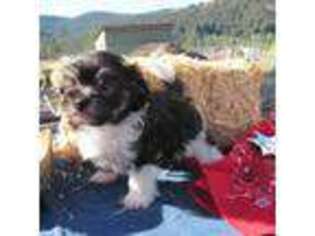 Havanese Puppy for sale in Republic, WA, USA
