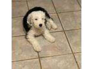 Old English Sheepdog Puppy for sale in Clovis, CA, USA