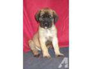 Mastiff Puppy for sale in GRAND RAPIDS, MI, USA