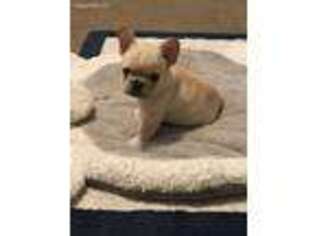 French Bulldog Puppy for sale in Columbia, MS, USA