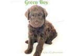 Labradoodle Puppy for sale in Tuttle, OK, USA