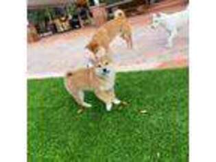 Shiba Inu Puppy for sale in Ventura, CA, USA