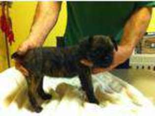 Brussels Griffon Puppy for sale in OLYMPIA, WA, USA