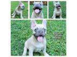 French Bulldog Puppy for sale in Youngsville, NC, USA