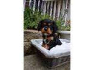 Cavalier King Charles Spaniel Puppy for sale in Nashville, IN, USA