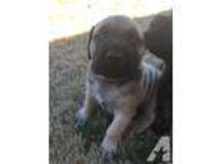 Mastiff Puppy for sale in FORT WORTH, TX, USA