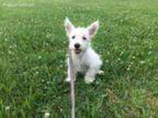 West Highland White Terrier Puppy for sale in Berlin, NJ, USA