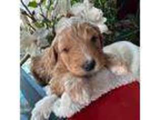 Saint Berdoodle Puppy for sale in Ephrata, PA, USA