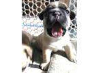 French Bulldog Puppy for sale in Sparks, NV, USA