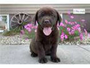 Labrador Retriever Puppy for sale in Evansville, IN, USA