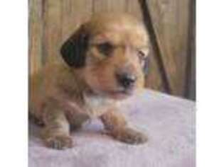 Dachshund Puppy for sale in Buchanan, GA, USA