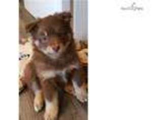 Mutt Puppy for sale in Flint, MI, USA