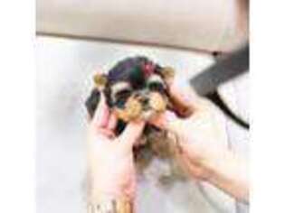 Yorkshire Terrier Puppy for sale in Middleburg, FL, USA