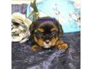 Shorkie Tzu Puppy for sale in Rock Rapids, IA, USA