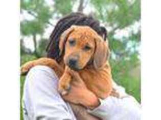 Rhodesian Ridgeback Puppy for sale in Lowell, MI, USA