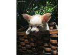 Chihuahua Puppy for sale in Rincon, GA, USA