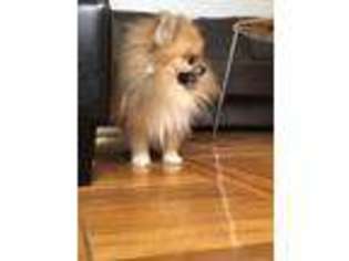 Pomeranian Puppy for sale in Woodside, NY, USA