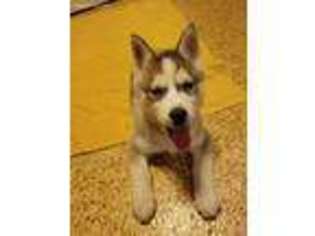 Siberian Husky Puppy for sale in Hooversville, PA, USA