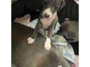 Italian Greyhound Puppy for sale in Henderson, NV, USA