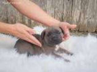Cane Corso Puppy for sale in Alvarado, TX, USA