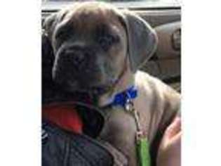 Cane Corso Puppy for sale in Clay City, IN, USA