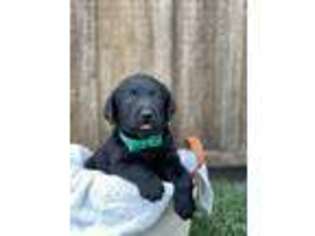 Labrador Retriever Puppy for sale in Gap, PA, USA
