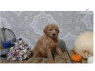 Labradoodle Puppy for sale in Canton, OH, USA