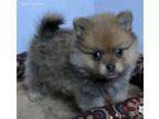 Pomeranian Puppy for sale in Northport, AL, USA