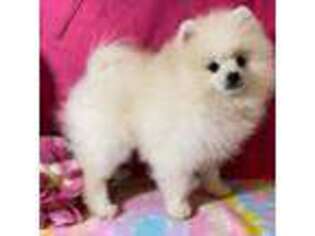 Pomeranian Puppy for sale in Spokane, MO, USA